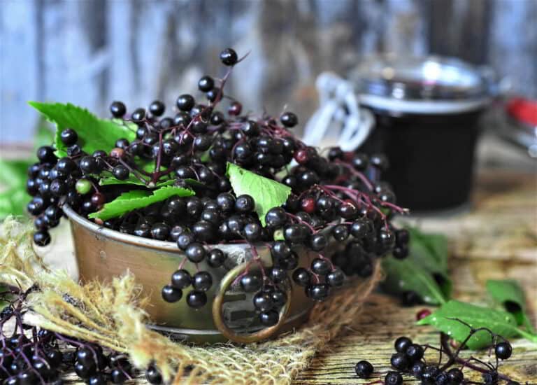 Elderberry: A Time-Tested Elixir for Longevity