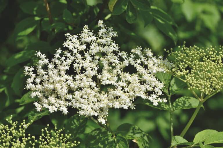 Unlocking Longevity: The Health-Promoting Benefits of Elderberry