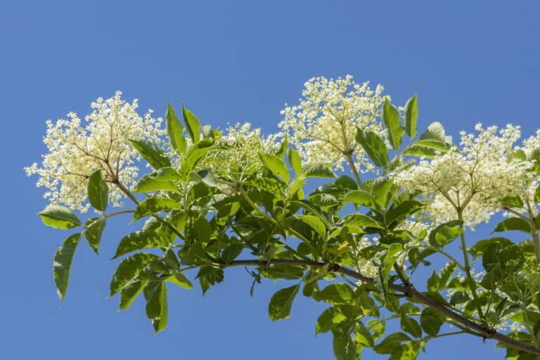 The Pride of American Health: Harnessing the Benefits of Made in USA Elderberry